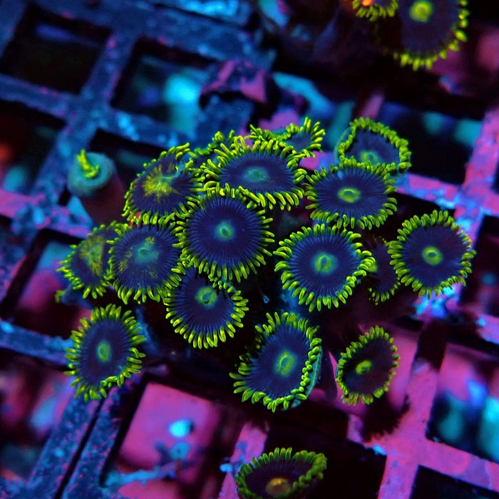 Ultra Zoas Frag