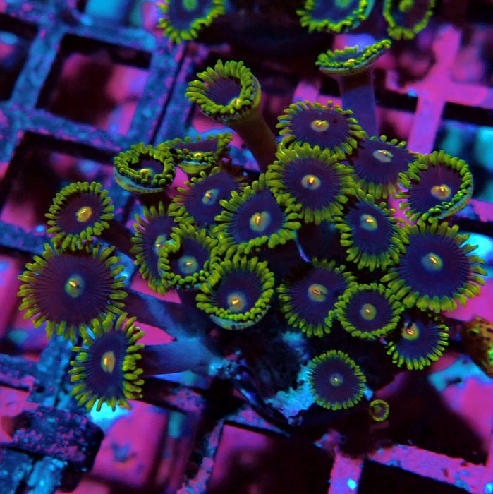 Ultra Zoas Frag