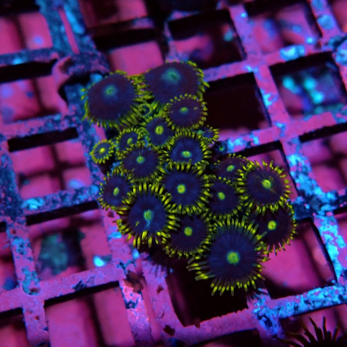 Ultra Zoas Frag