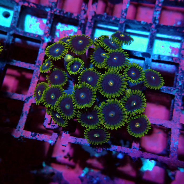 Ultra Zoas Frag