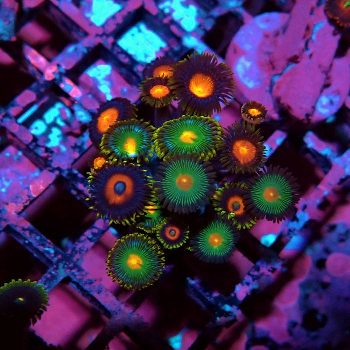 Ultra Zoas Frag