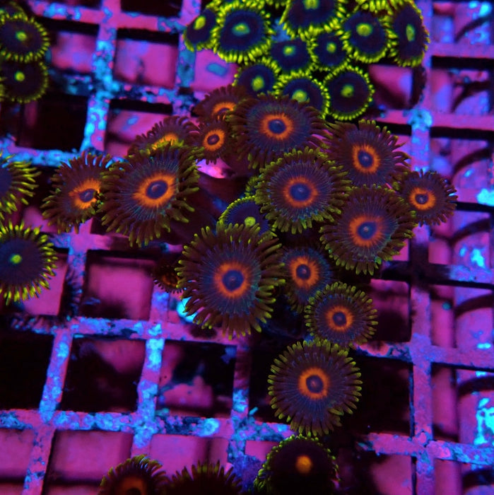 Ultra Zoas Frag