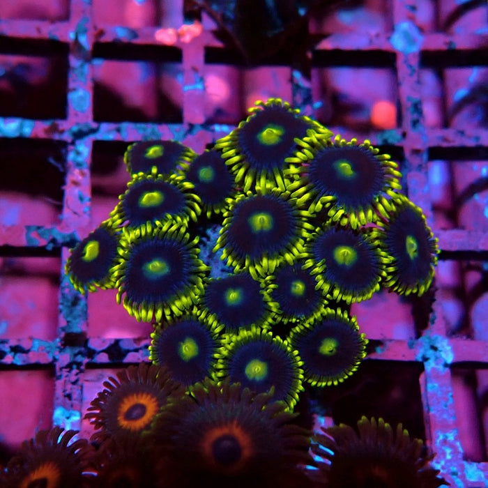Ultra Zoas Frag
