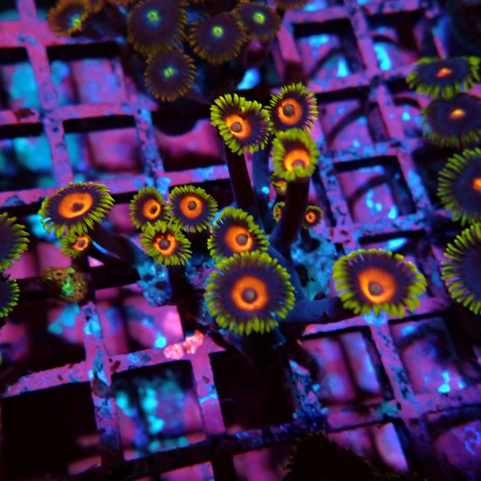Ultra Zoas Frag