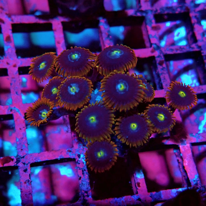Ultra Zoas Frag