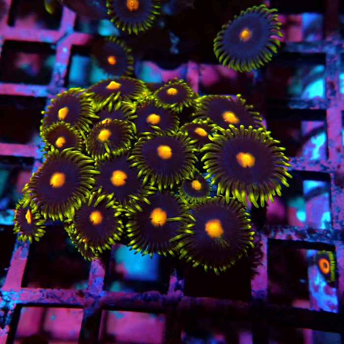 Ultra Zoas Frag