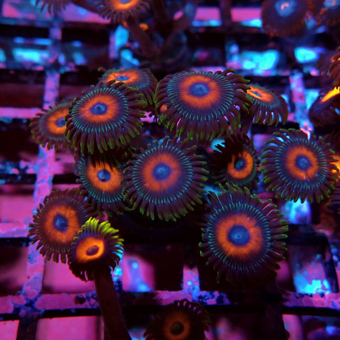 Ultra Zoas Frag