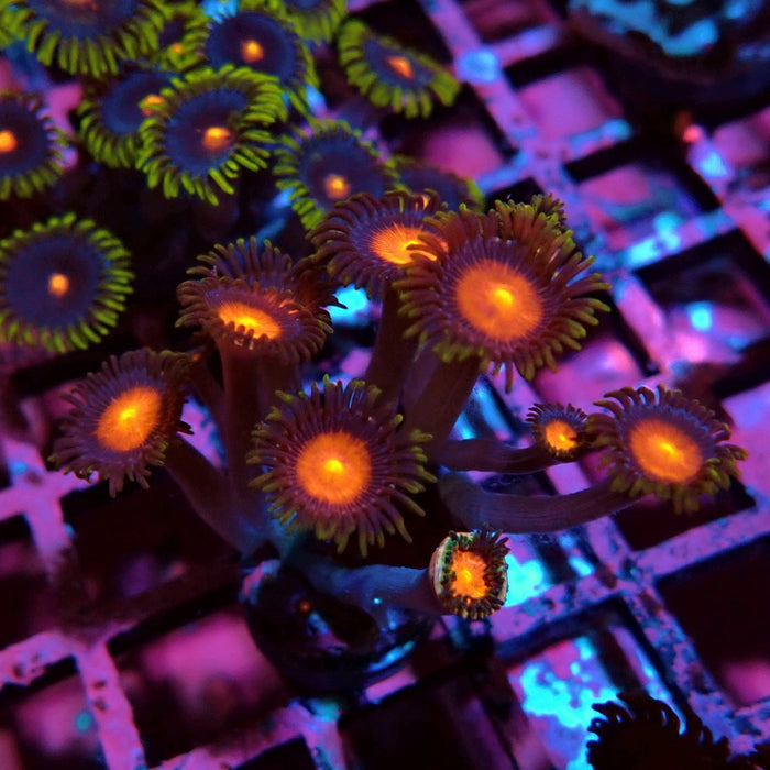 Ultra Zoas Frag