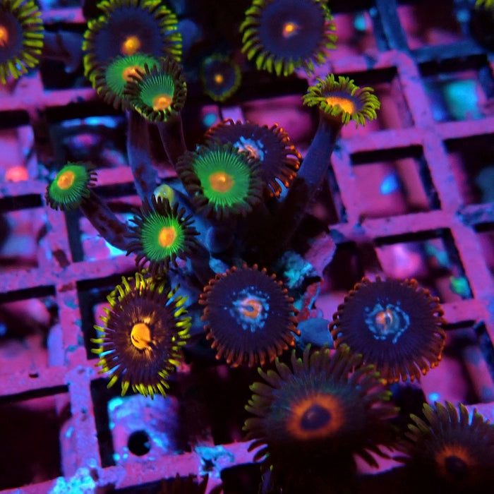 Ultra Zoas Frag