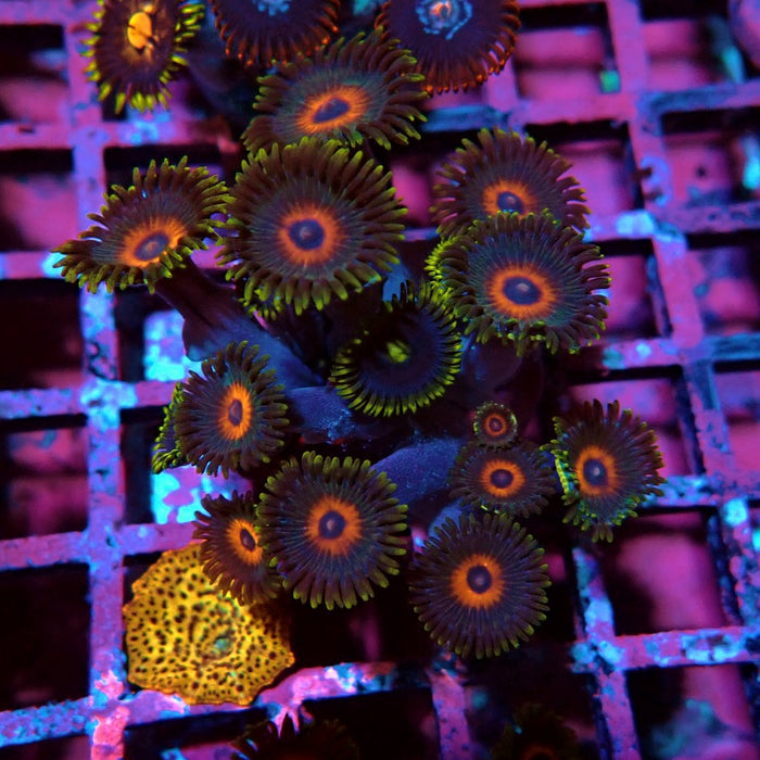 Ultra Zoas Frag