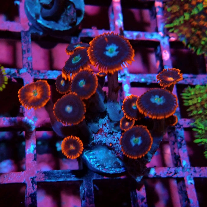 Ultra Zoas Frag
