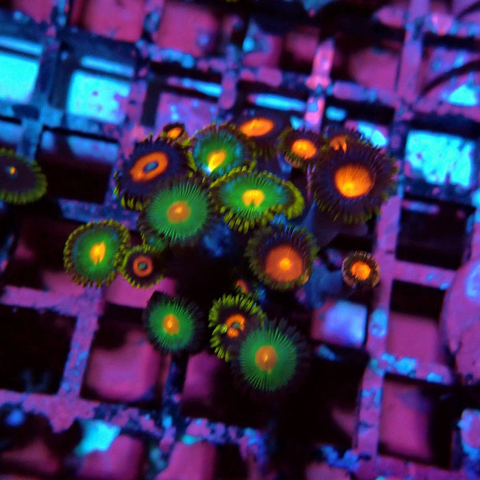 Ultra Zoas Frag