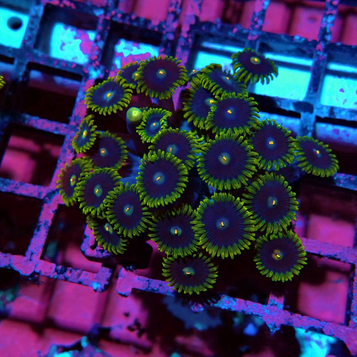 Ultra Zoas Frag