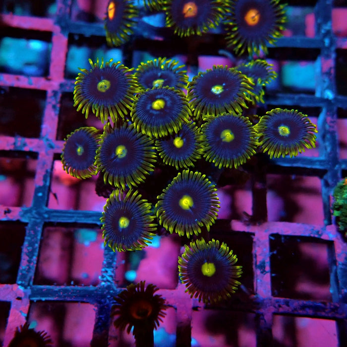 Ultra Zoas Frag