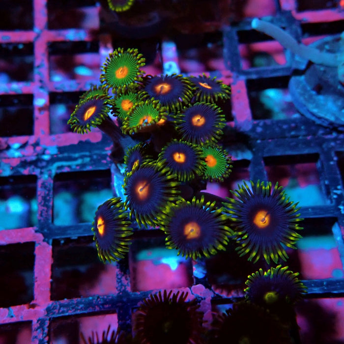 Ultra Zoas Frag