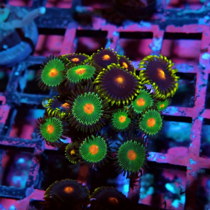 Ultra Zoas Frag