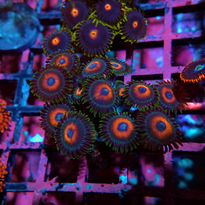Ultra Zoas Frag