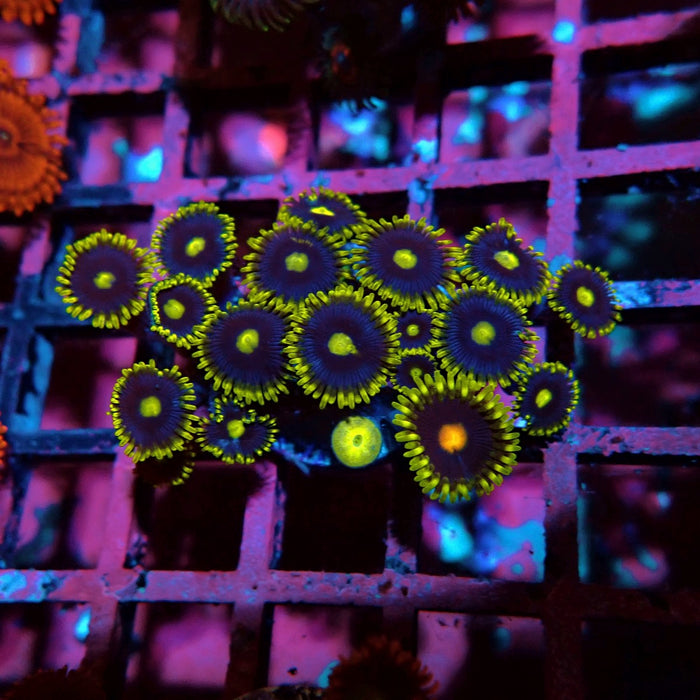 Ultra Zoas Frag