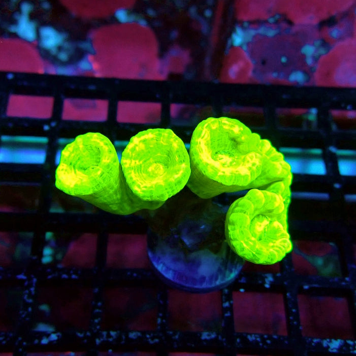 Ultra Neon Green Candy Cane