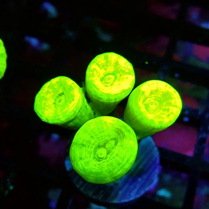 Ultra Neon Green Candy Cane