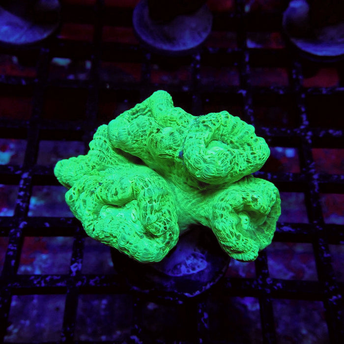 Green Candy Cane