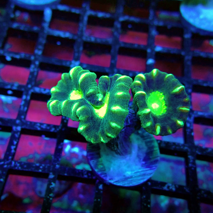 Striped Green Candy Kane