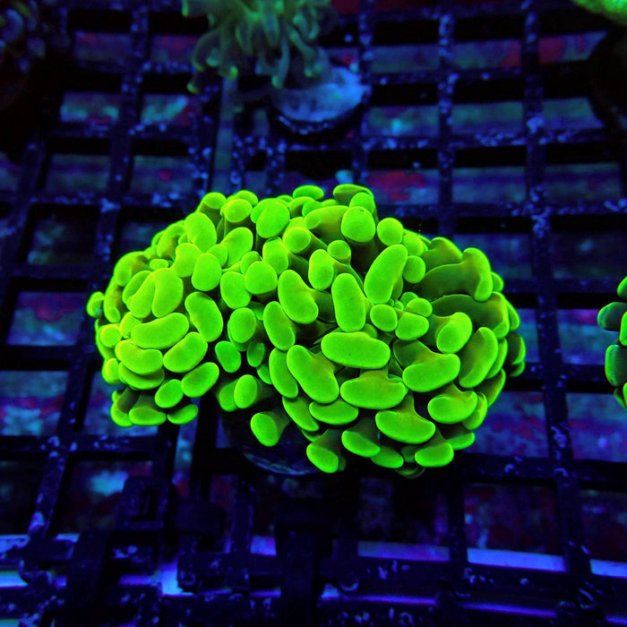 Ultra Green Branch Hammer