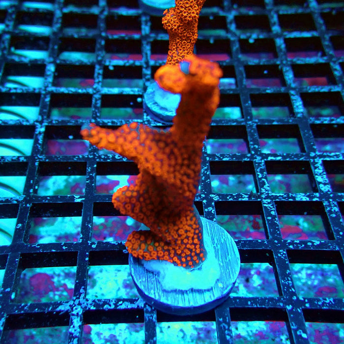 Bubblegum Montipora