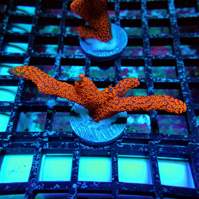 Bubblegum Montipora