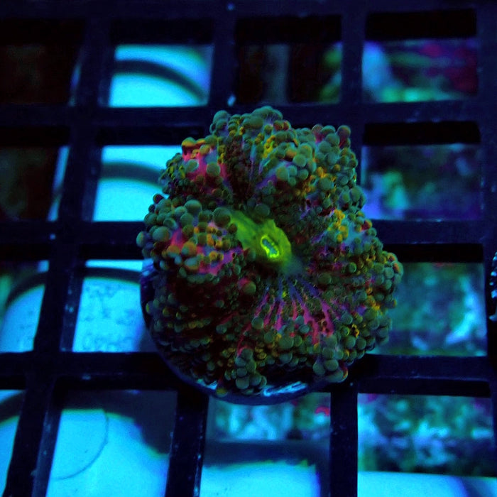 Ricordea Yuma Tricolor Mushroom