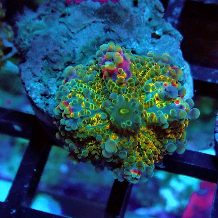Ricordea Yuma Tricolor Mushroom
