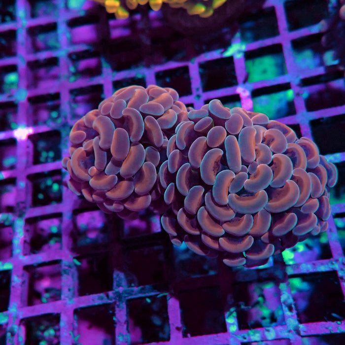 Pink Orange Branch Hammer