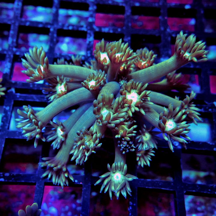Long Polyp Goniopora Frag