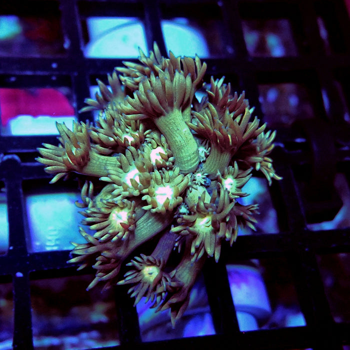 Long Polyp Goniopora Frag
