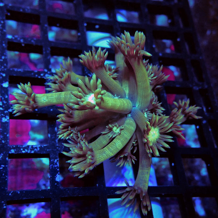 Long Polyp Goniopora Frag