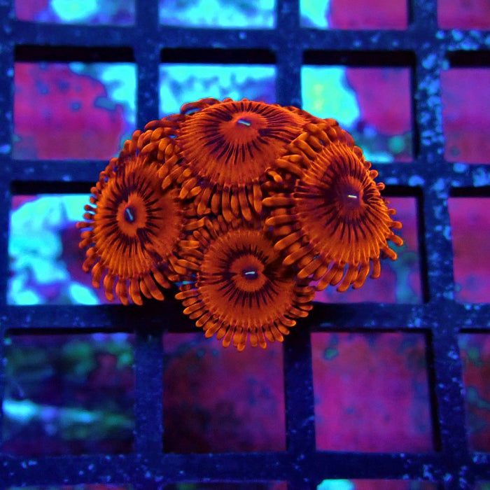 Ultra Red Zoas Frag