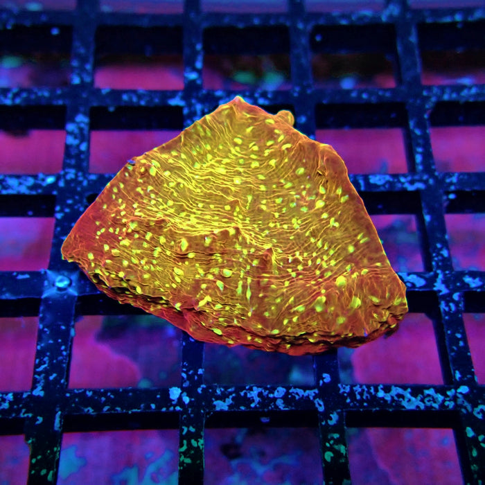 Chalice Coral Frag (4)