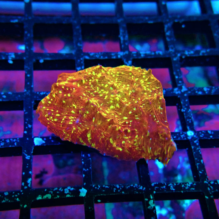 Chalice Coral Frag (4)