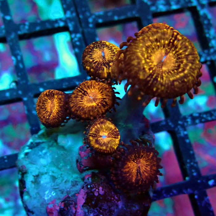 Ultra Zoas Frag