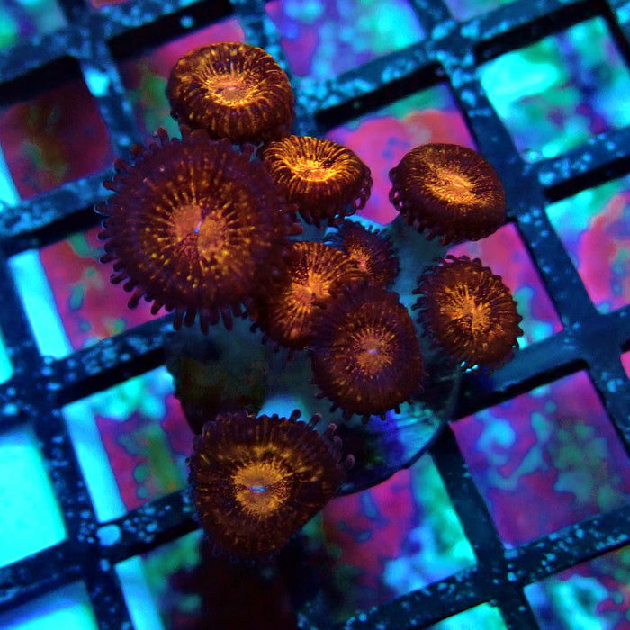 Ultra Zoas Frag