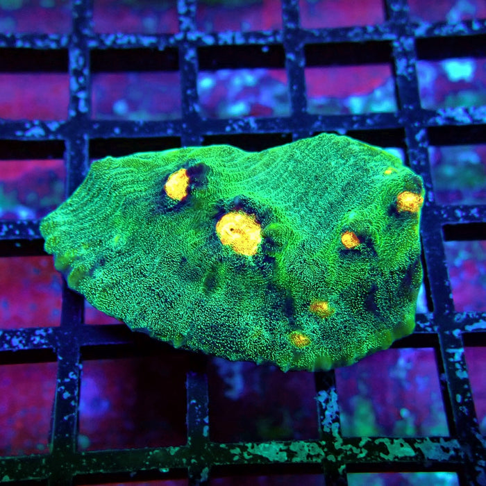 Chalice Coral Frag (6)