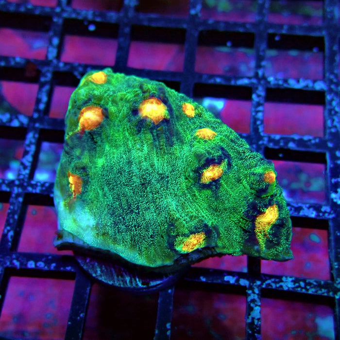 Chalice Coral Frag (6)