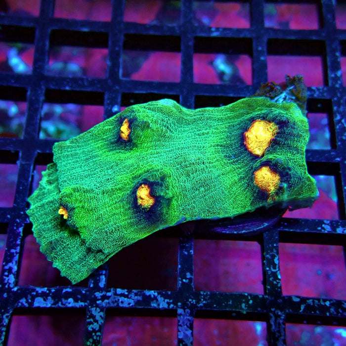 Chalice Coral Frag (6)