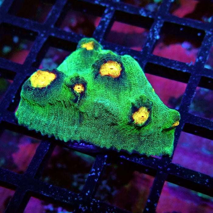 Chalice Coral Frag (6)