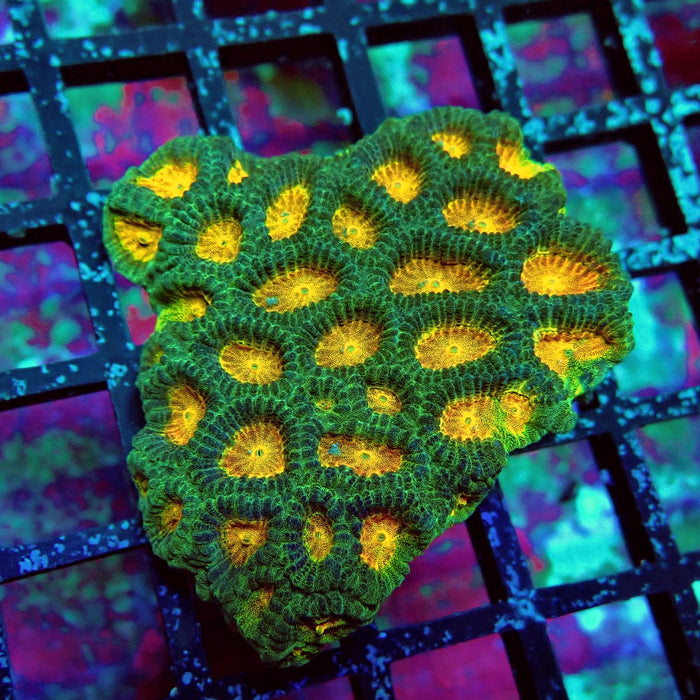 Favia Ultra Aquaculture