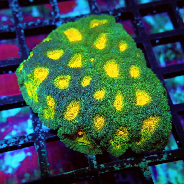 Favia Ultra Aquaculture