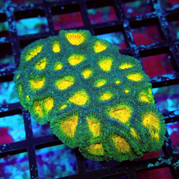 Favia Ultra Aquaculture