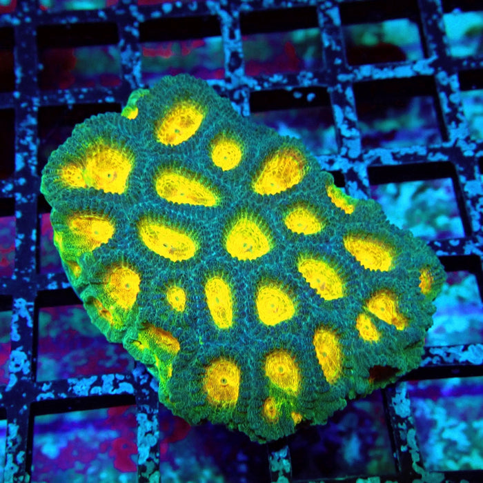 Favia Ultra Aquaculture