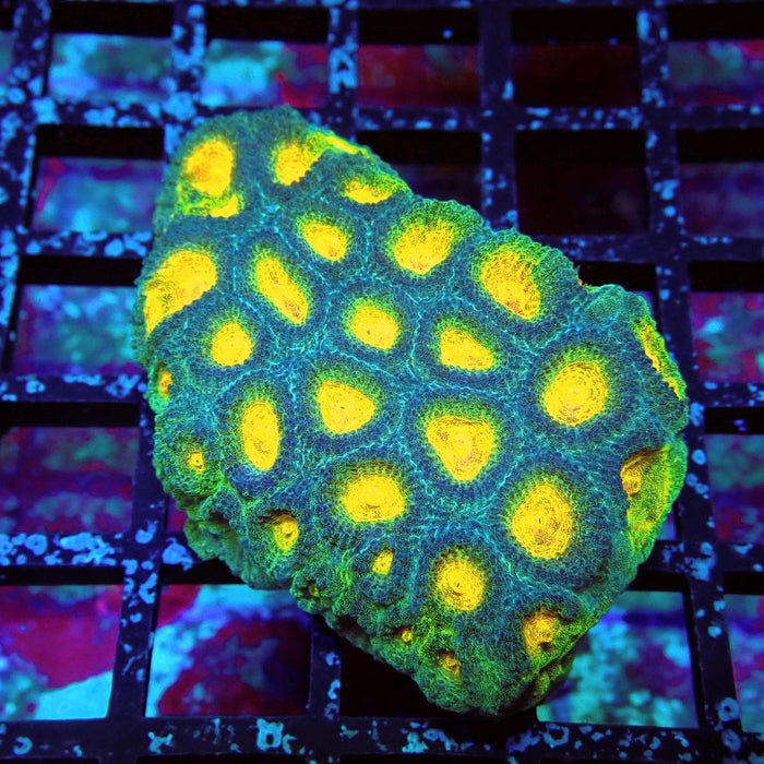 Favia Ultra Aquaculture