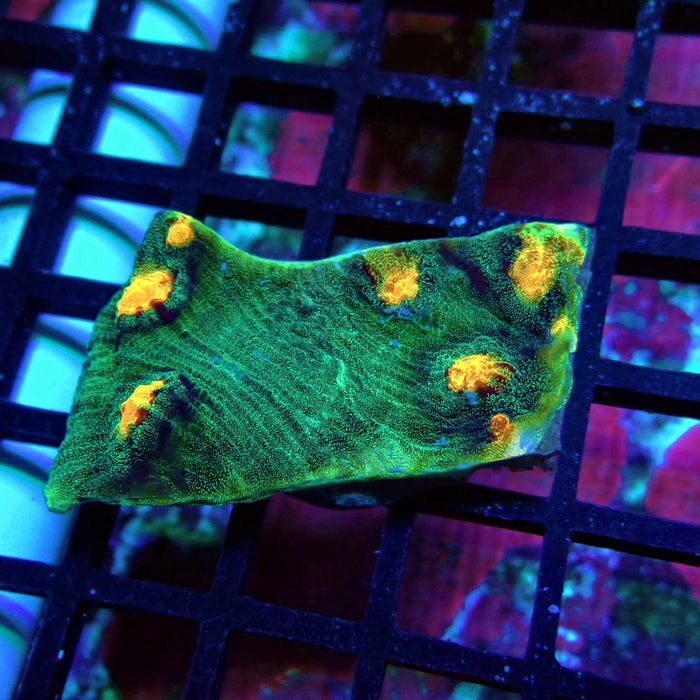 Chalice Coral Frag (11)